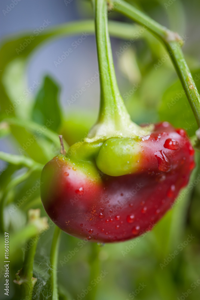 Ταπετσαρία Ripening small red bell peppers in a greenhouse