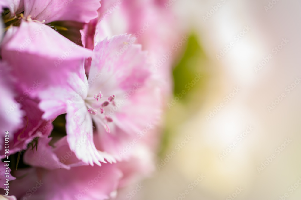 Dianthus chinensis flowers