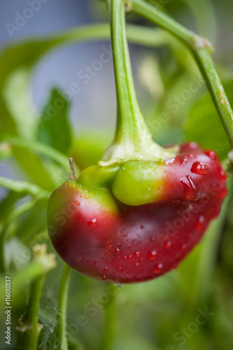 Foto Ripening small red bell peppers in a greenhouse