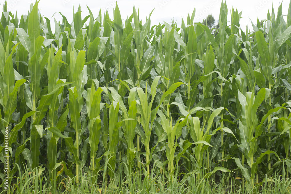 Corn field in Europe. Mid summer. Corn field in Europe. Mid summer.