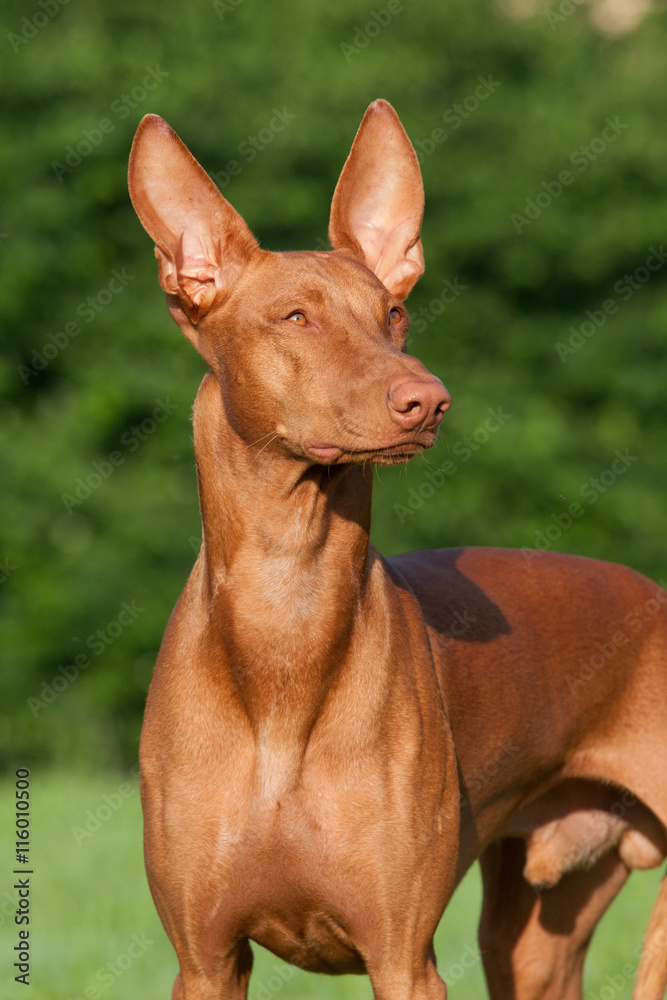 Portrait of nice Pharaoh Hound Portrait of nice Pharaoh Hound