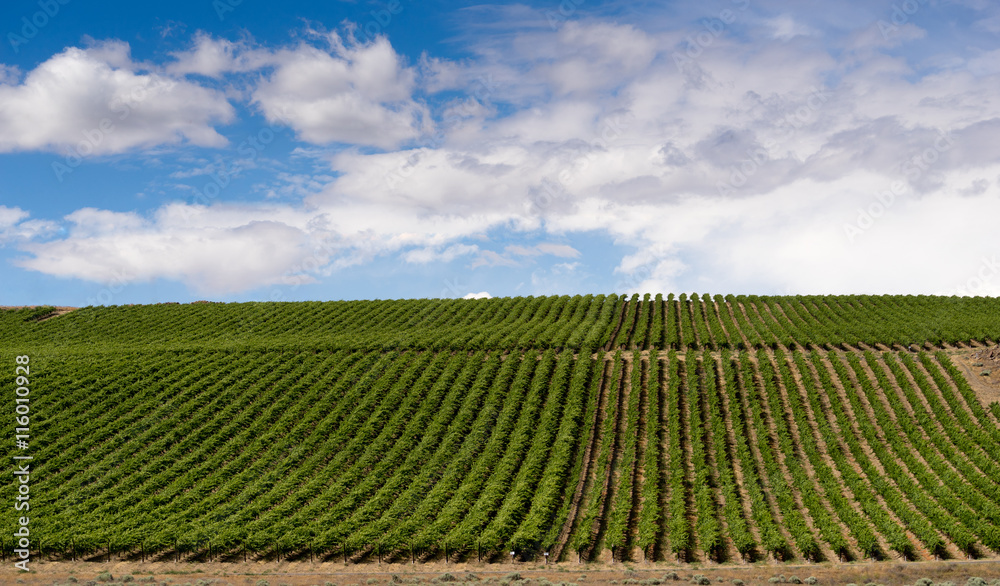 Columbia River Gorge Grape Plantation Fruit Orchard Agriculture