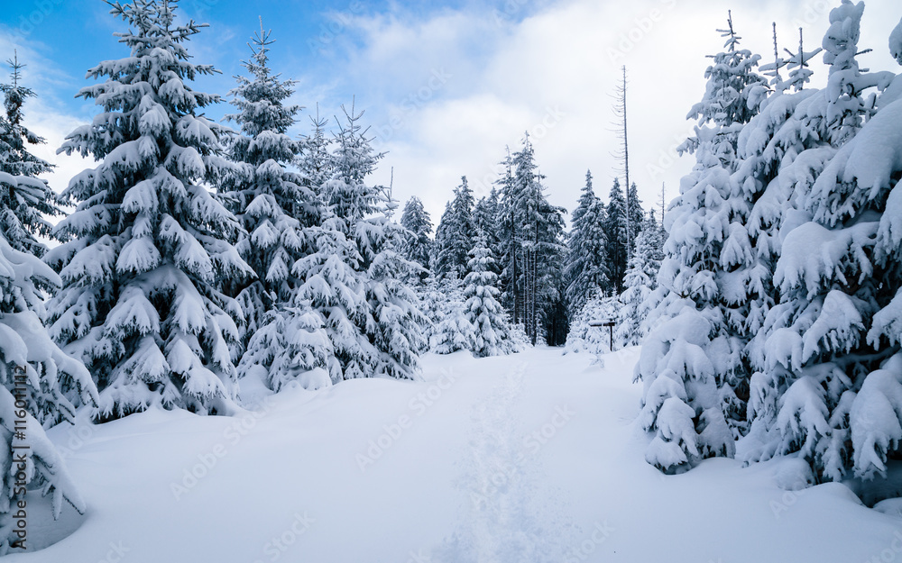 Fototapeta premium Im Winter durch den Harz wandern, verschneite Landschaft