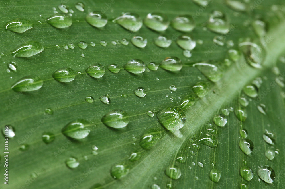 Goutte d'eau sur une feuille Goutte d'eau sur une feuille