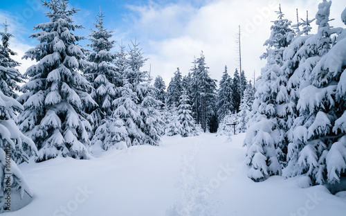Im Winter durch den Harz wandern, verschneite Landschaft