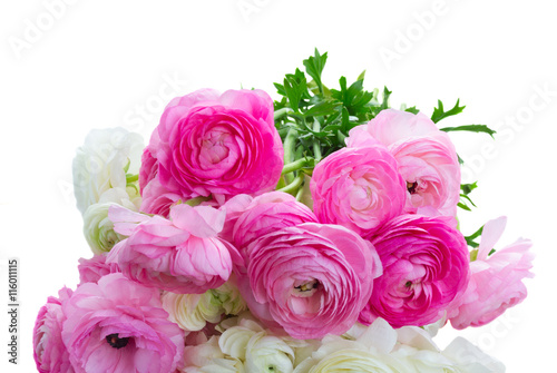Pile of pink and white ranunculus fresh flowers close up isolated on white background