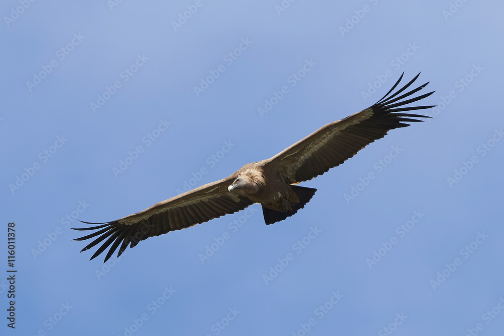 Griffon vulture (Gyps fulvus) Griffon vulture (Gyps fulvus)