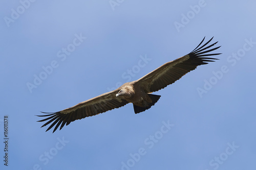 Griffon vulture (Gyps fulvus) © dennisjacobsen
