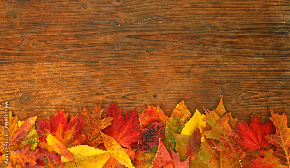 Obraz premium Fond bois avec feuilles mortes d'érable
