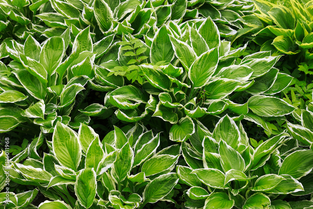 Hosta plant. Green leaves background. Hosta plant. Green leaves background.