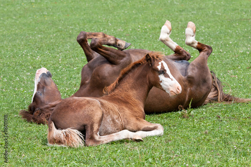 Canvas-taulu Mother with her foal - welsh pony