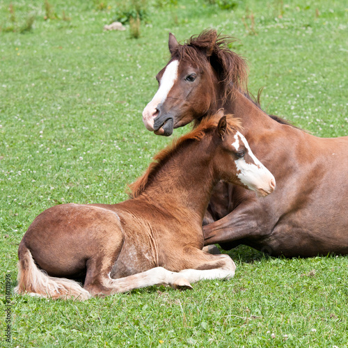 Mother with her foal - welsh pony