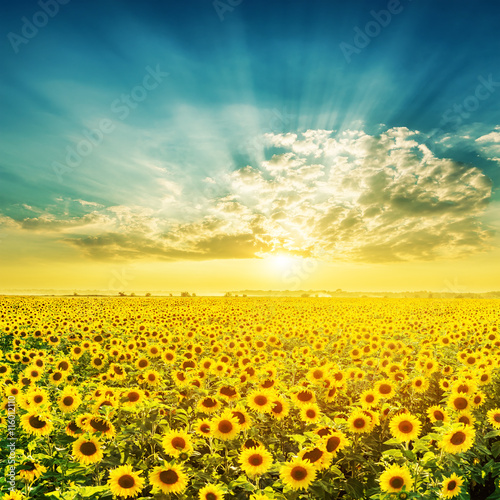 Fototapeta Naklejka Na Ścianę i Meble -  awesome sunset over field with sunflowers