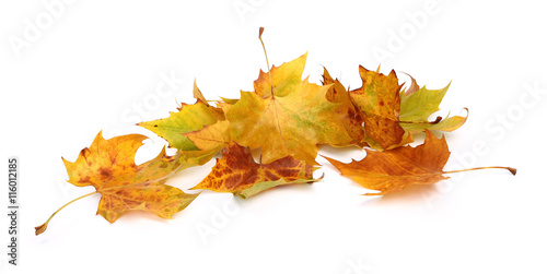 Feuilles mortes de platane photo