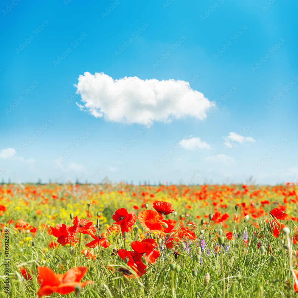 red flower of poppies on field and cloud in blue sky