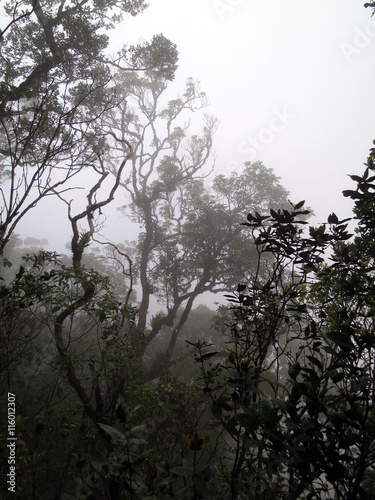 Foggy rain forest, borneo, malaysia