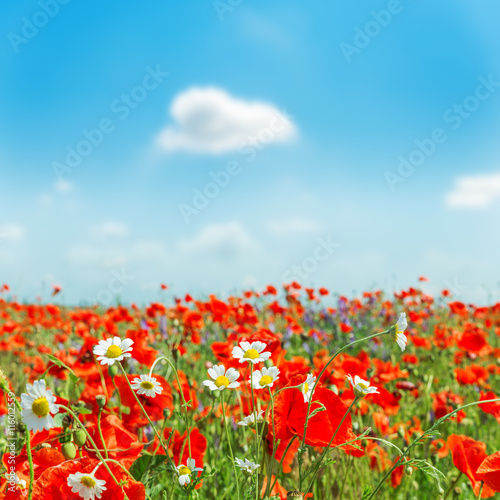 field with poppies and chamomiles in summer day