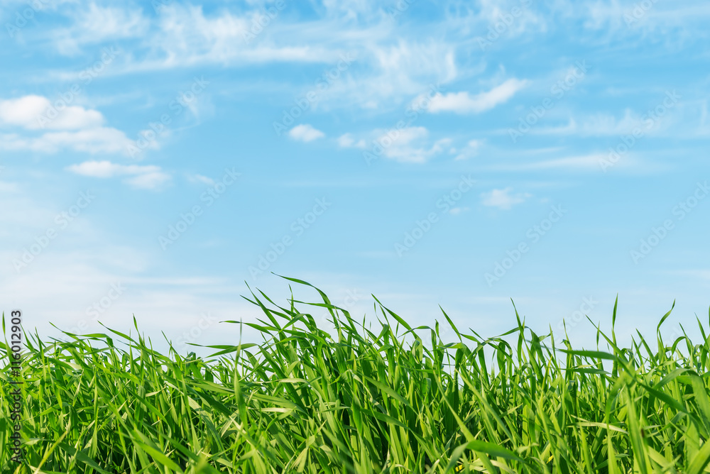 green grass closeup under blue cloudy sky. soft focus