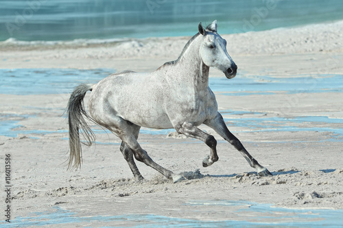 Koń na plaży