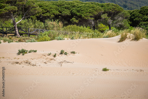 Sand dune of Bolonia beach, province Cadiz, Andalucia, Spain © Lukasz Janyst