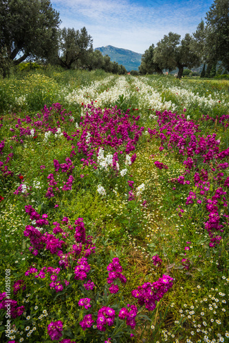 Field of colorful spring flowers in Schinias, Greece photo