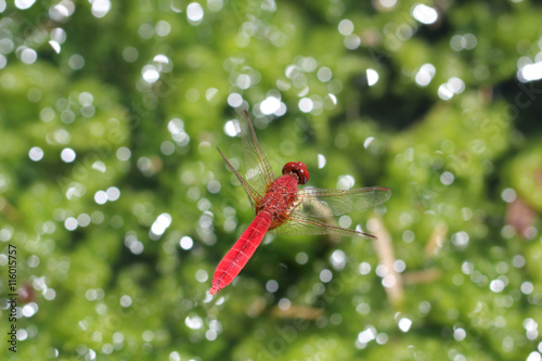 Feuerlibelle photo