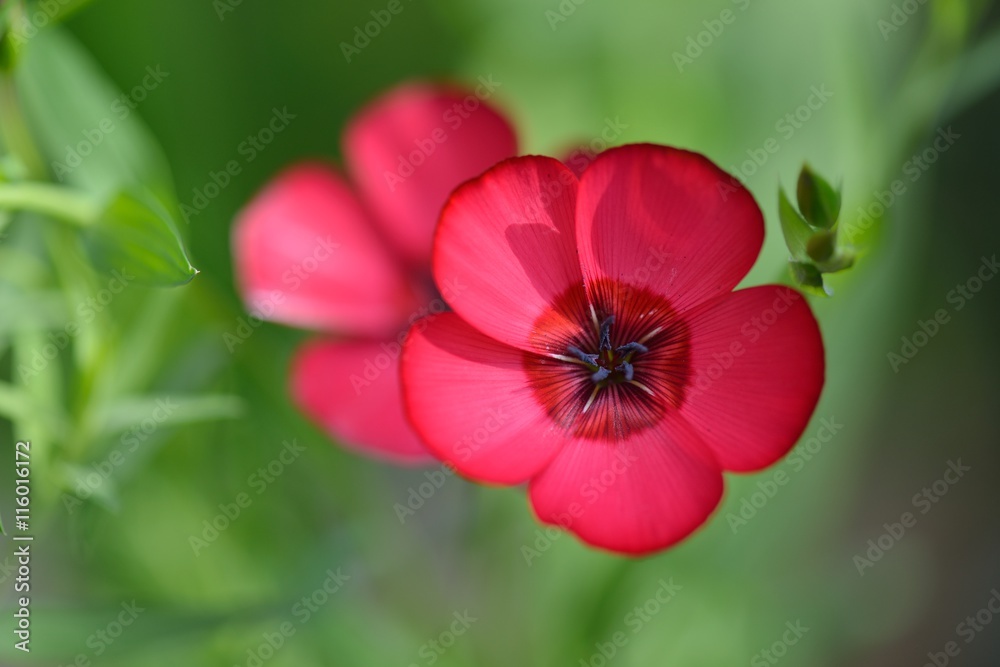 Red Flax Flowers, Linum usitatissimum Red Flax Flowers, Linum usitatissimum