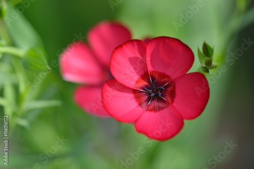 Red Flax Flowers, Linum usitatissimum