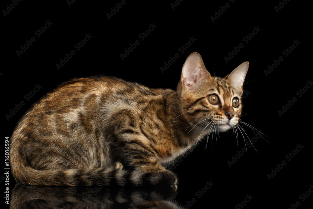 Little Bengal Kitty Sitting and Funny Looks Isolated Black Background, Beautiful Spots on gold, Side view Little Bengal Kitty Sitting and Funny Looks Isolated Black Background, Beautiful Spots on gold, Side view