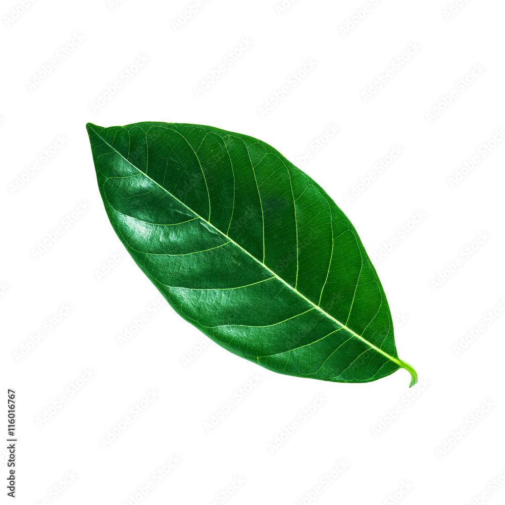 Obraz premium Tropical green leaf isolated, Clipping path