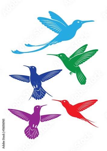 The figure shows a bird colibri