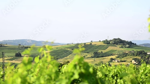 Hill with vineyards in Beaujolais, Burgundy