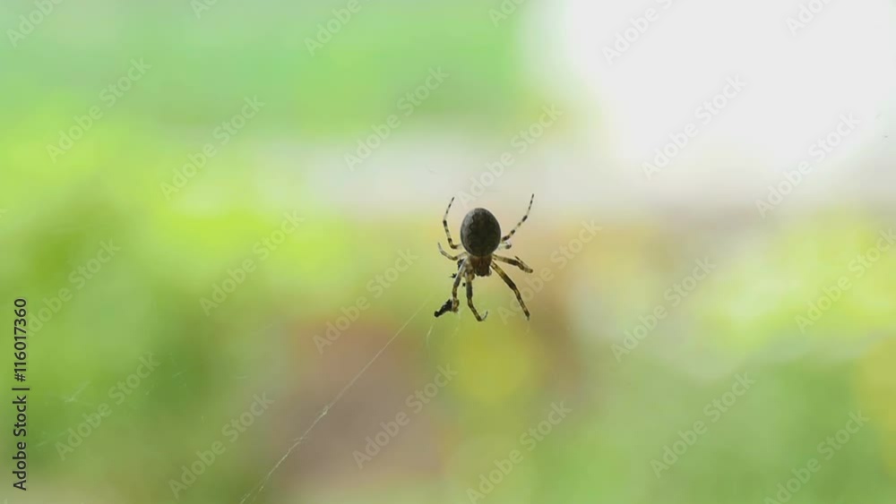 Spider on the web, eats prey Spider on the web, eats prey