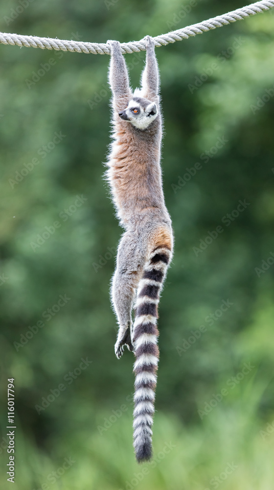 Ring-tailed lemur (Lemur catta) - obrazy, fototapety, plakaty 