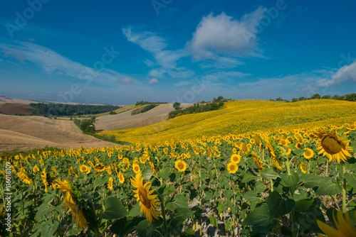 Fototapeta Naklejka Na Ścianę i Meble -  girasoli