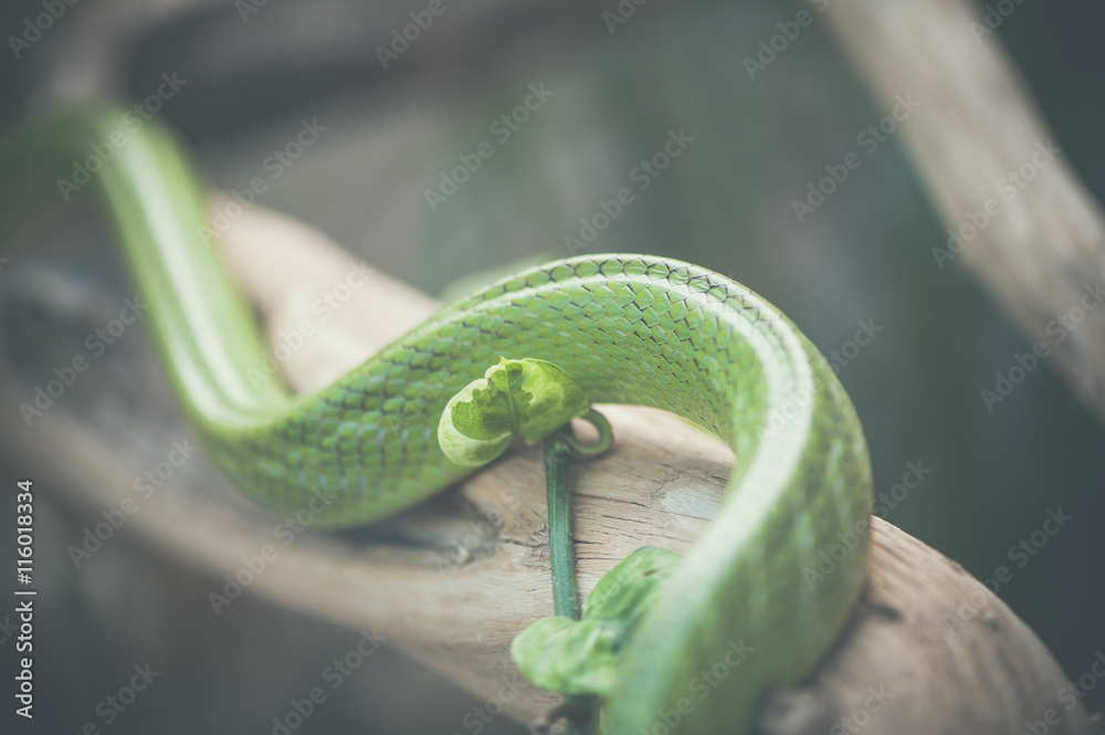 Fototapeta premium Détail mamba vert