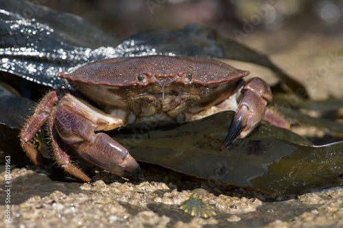 Brown Crab (Cancer Pagarus)/Brown Crab on seaweed covered rock