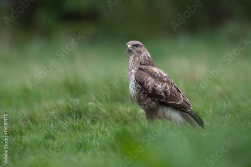 Common Buzzard (Buteo Buteo)/Common Buzzard standing in deep green grass at the edge of a forest