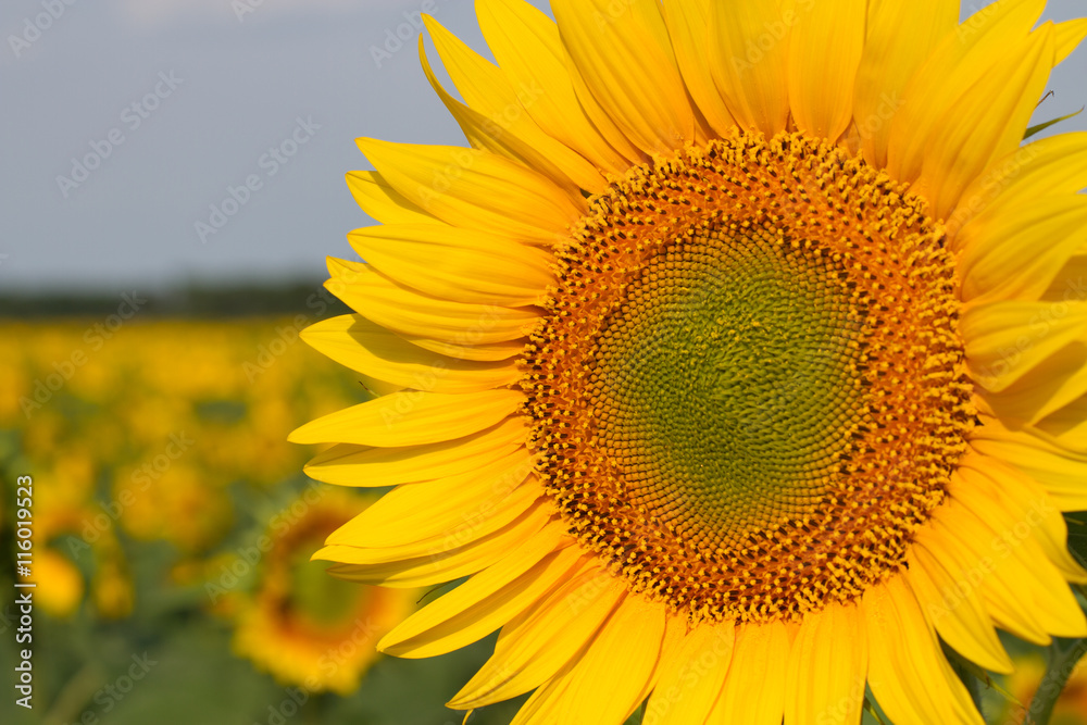 Naklejka premium field of sunflowers at sunrise