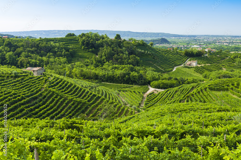 View of Prosecco vineyards from Valdobbiadene, Italy during summ