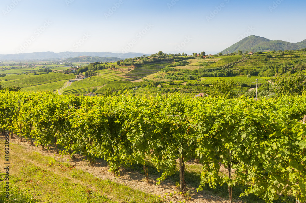 View of Prosecco vineyards during summer