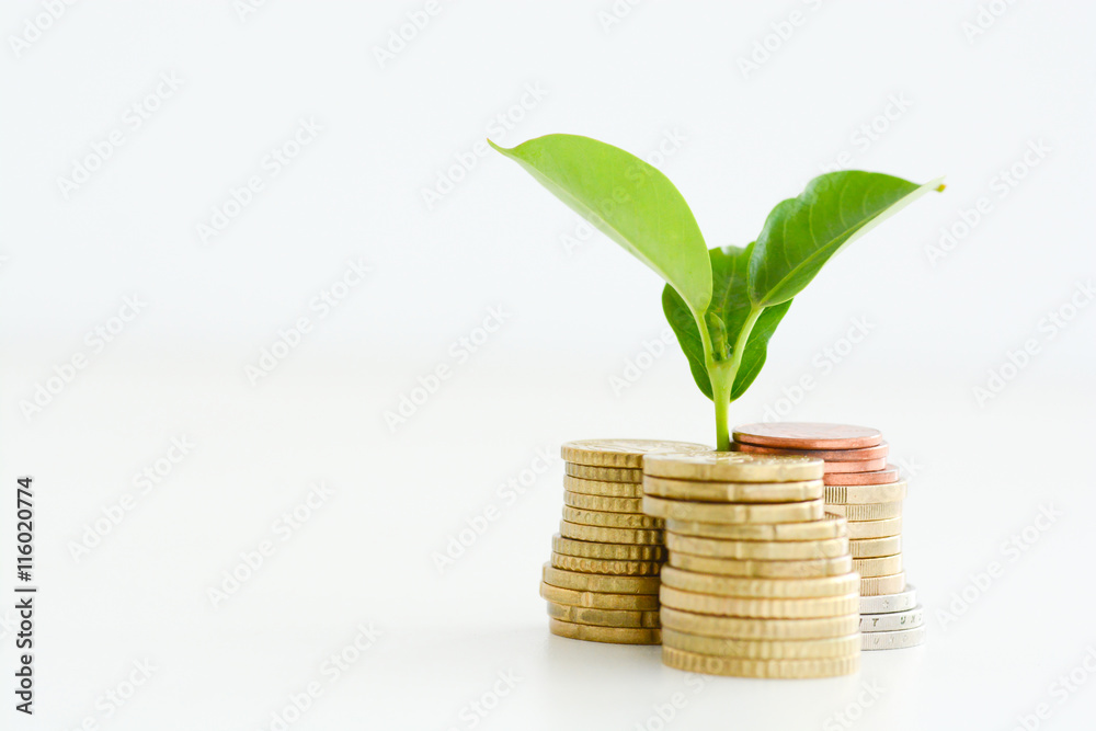 Profitable investment of money concept with isolated plant and coins

 - obrazy, fototapety, plakaty 