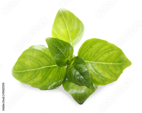 Basil leaves, isolated on white