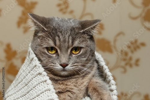 The Scotch Grey Cute Cat is Sitting in the Knitted White Sweater,Interesting Pet photo