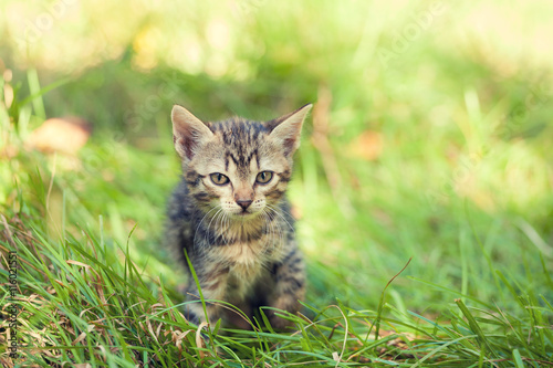Cute kitten walking on the grass © vvvita