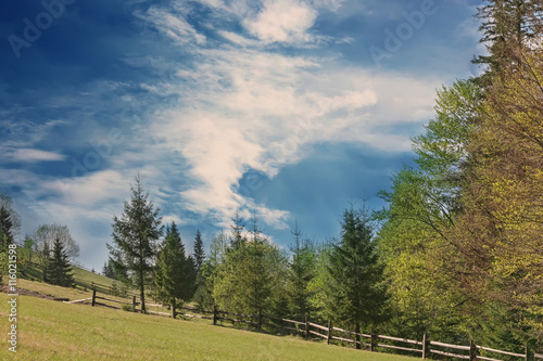 Summer forest on mountain slopes