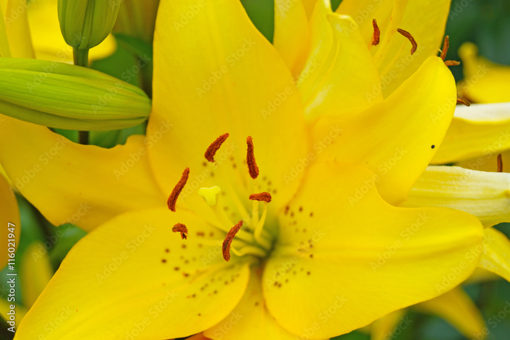 Obraz premium Blossoming yellow lily 