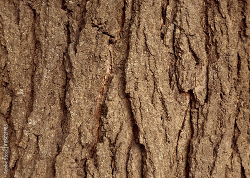 Bark tree background