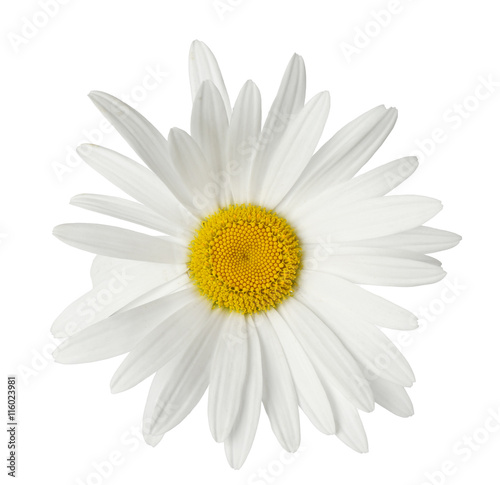 Beautiful chamomile flower isolated on white © Africa Studio