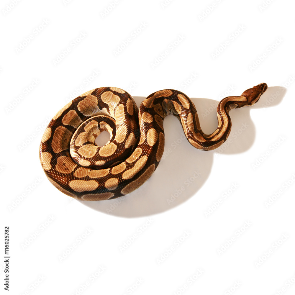 Obraz premium Python on White